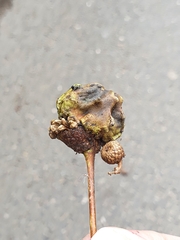 Andricus quercuscalicis