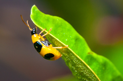 Diabroticina