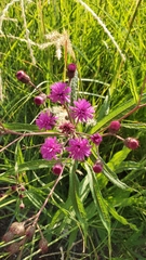 Vernonia noveboracensis