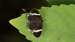 Trichodezia albovittata