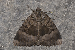 Mormo maura