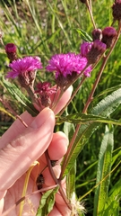 Vernonia noveboracensis
