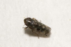 Deltocephalus pulicaris