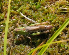 Gomphocerus sibiricus