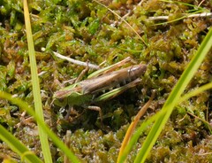 Gomphocerus sibiricus