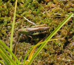 Gomphocerus sibiricus