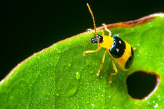 Diabroticina