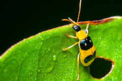 Diabroticina