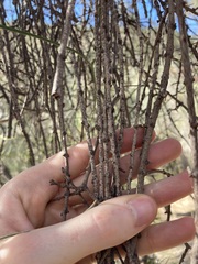 Loranthaceae