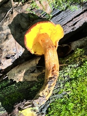 Aureoboletus innixus