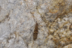 Limoniidae