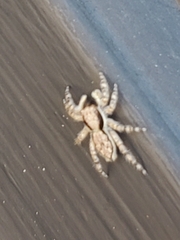 Menemerus bivittatus