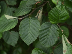 Alnus alnobetula