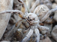 Lycosa tarantula