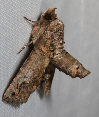 Paectes abrostoloides