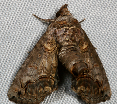 Paectes abrostoloides