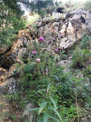 Cirsium serratuloides