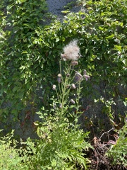 Cirsium pendulum
