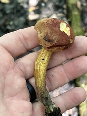 Aureoboletus innixus
