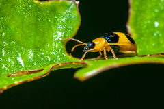 Diabroticina