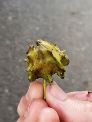 Andricus quercuscalicis