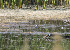 Charadrius hiaticula