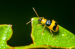 Diabroticina