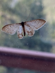 Idaea