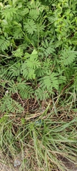 Mimosa diplotricha