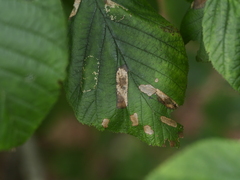 Phyllonorycter