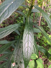 Cirsium serratuloides