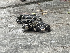 Lampropeltis getula