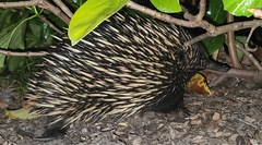 Tachyglossus aculeatus