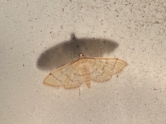 Blepharomastix ranalis