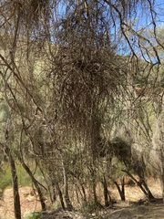 Loranthaceae