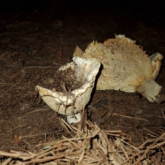 Hypomyces lateritius