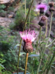 Cirsium serratuloides
