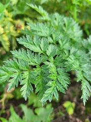 Anthriscus sylvestris