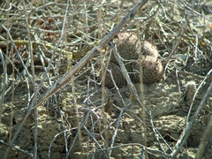 Mammillaria dioica dioica