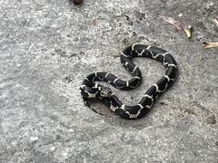 Lampropeltis getula