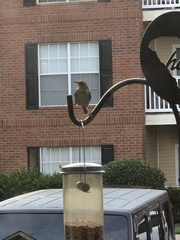 Thryothorus ludovicianus