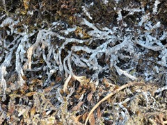 Selaginella wallacei