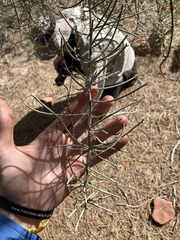 Loranthaceae