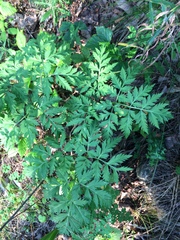 Pleurospermum uralense