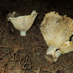 Hypomyces lateritius