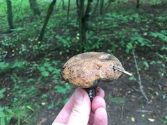 Boletellus chrysenteroides