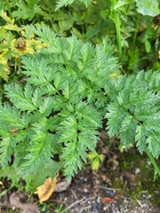 Anthriscus sylvestris