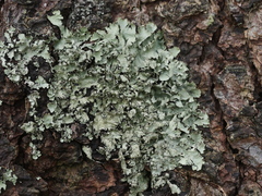 Parmotrema crinitum