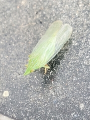 Rhynchomitra microrhina