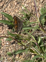 Polygonia gracilis